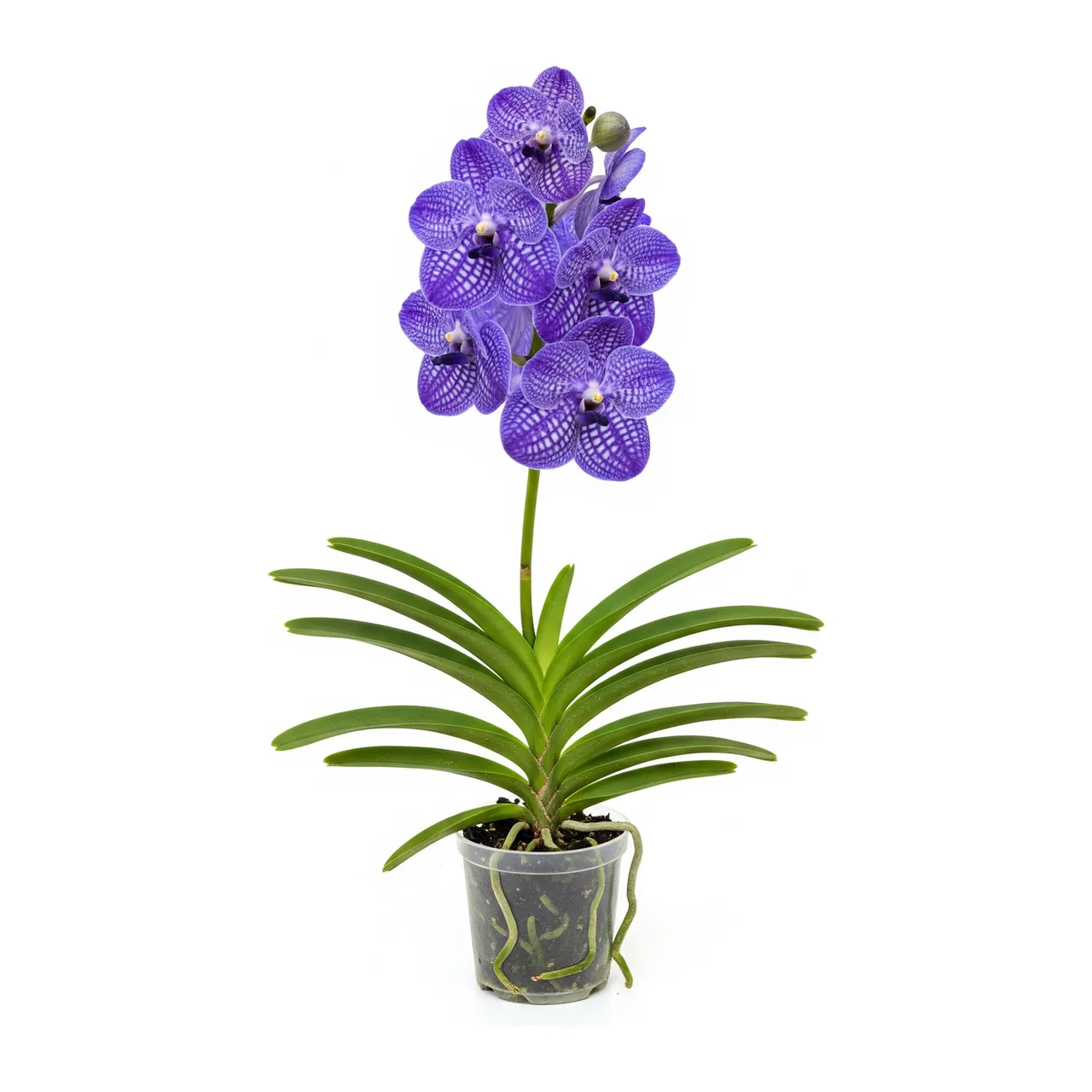 Muda de Orquídea Vanda em saco de viveiro, fundo branco