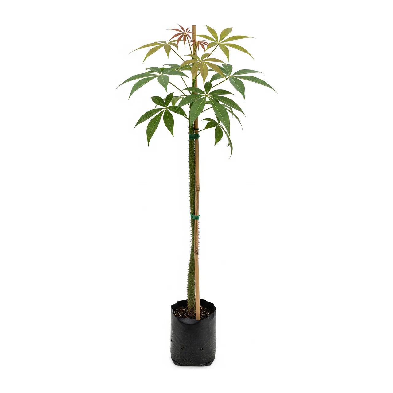 Muda de Verbena Muda de Paineira Rosa (Ceiba speciosa)