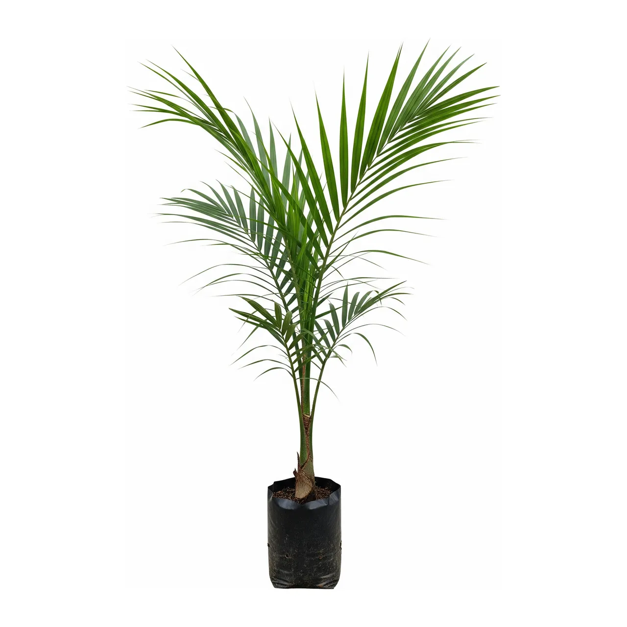 Muda de Palmeira Africana do Óleo em saco de viveiro, fundo branco