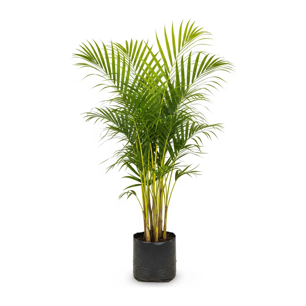 Muda de Palmeira Areca (Dypsis lutescens)