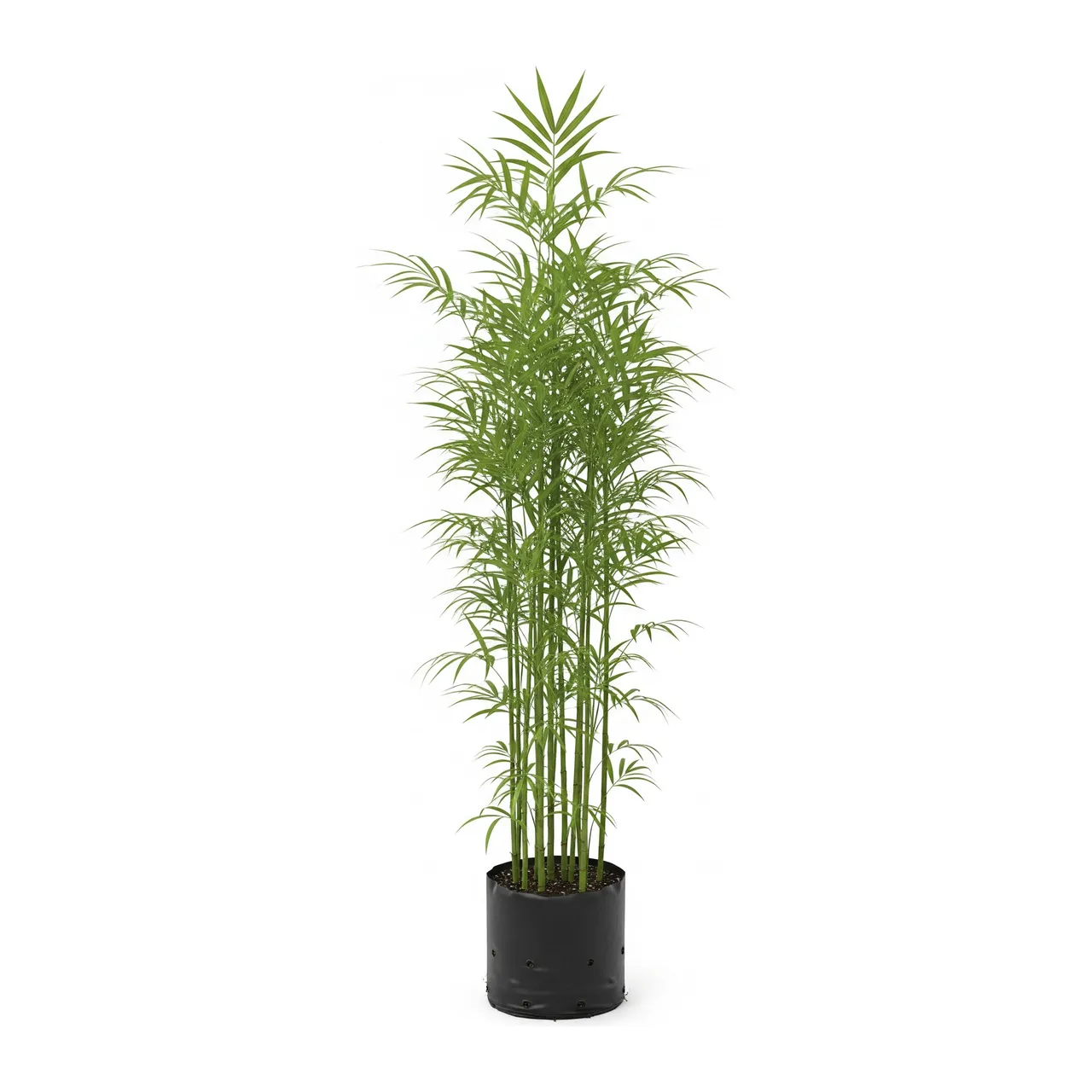 Muda de Palmeira Bambu em saco de viveiro, fundo branco