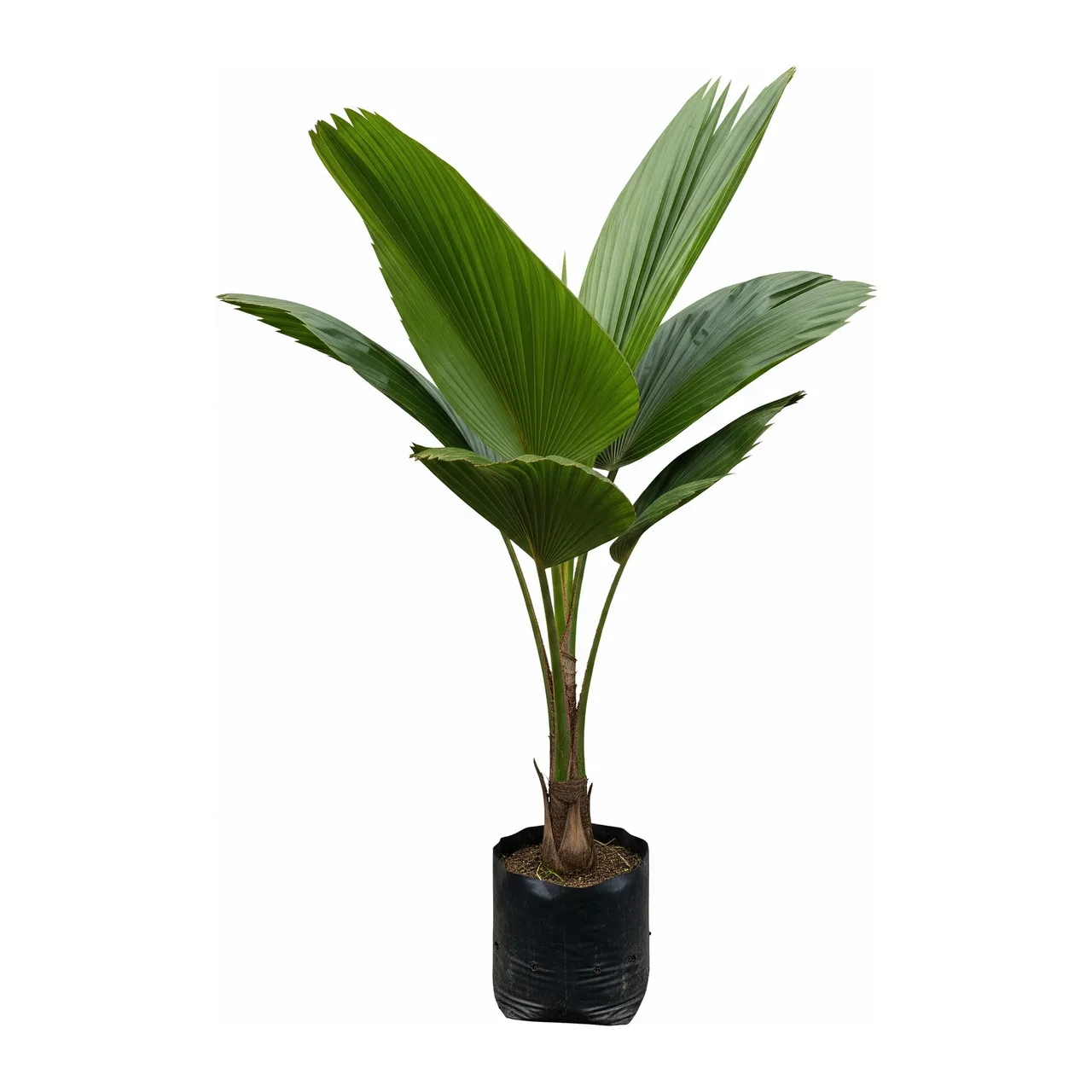 Muda de Palmeira Coco Duplo em saco de viveiro, fundo branco