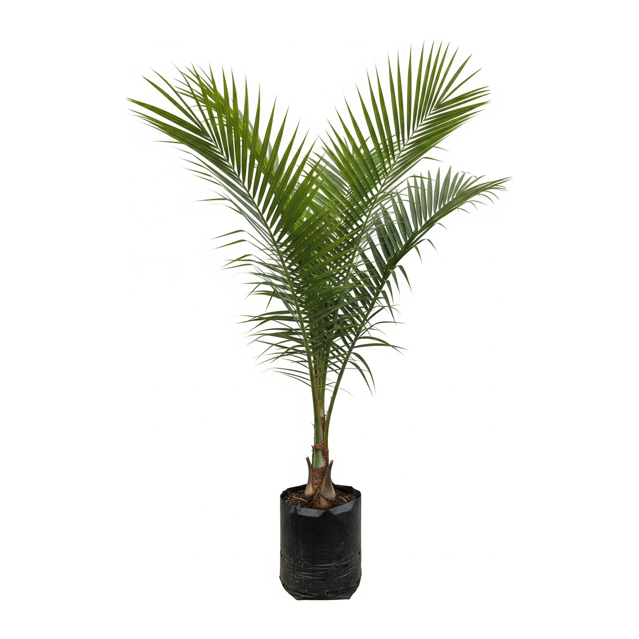 Muda de Palmeira das Canárias em saco de viveiro, fundo branco