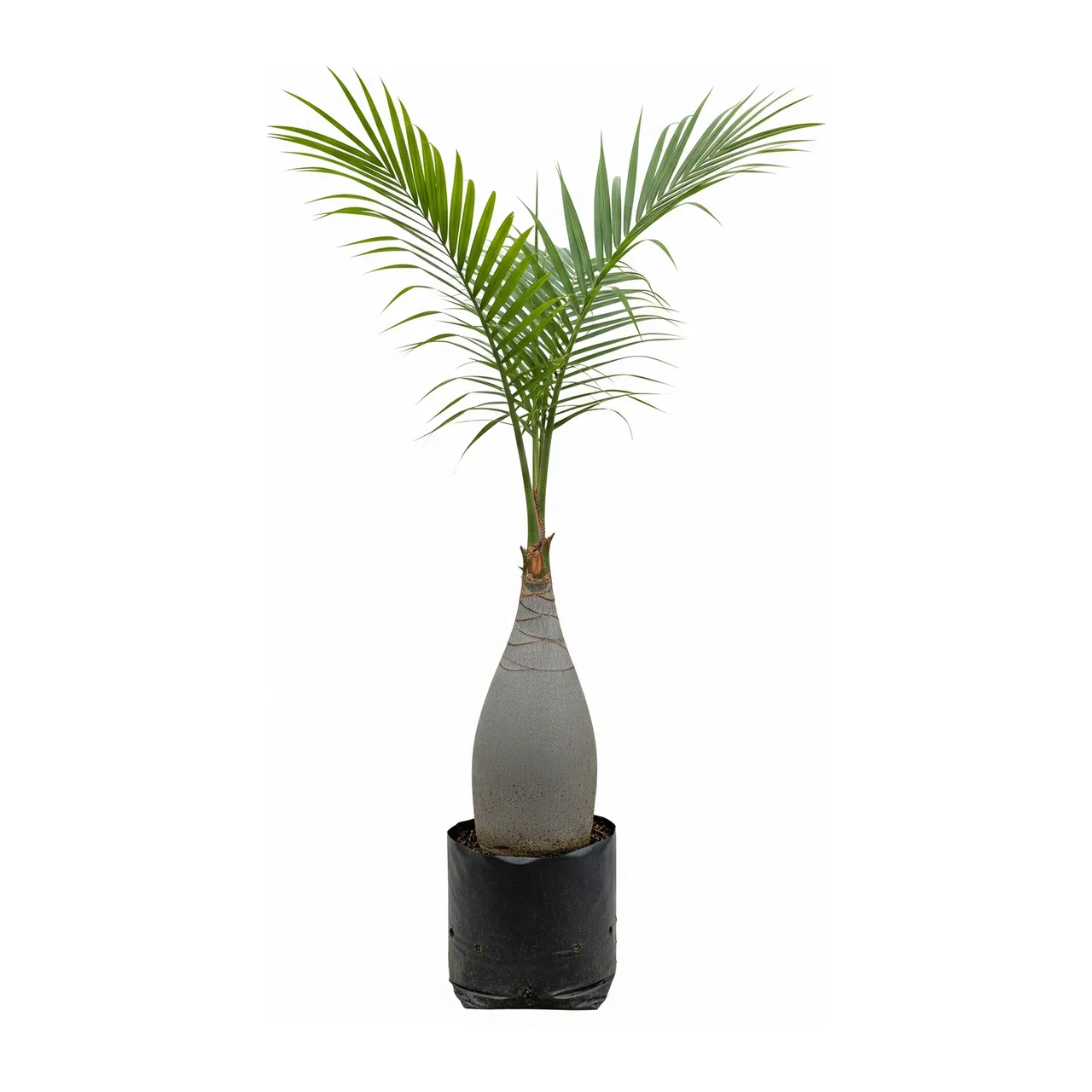 Muda de Palmeira Garrafa em saco de viveiro, fundo branco