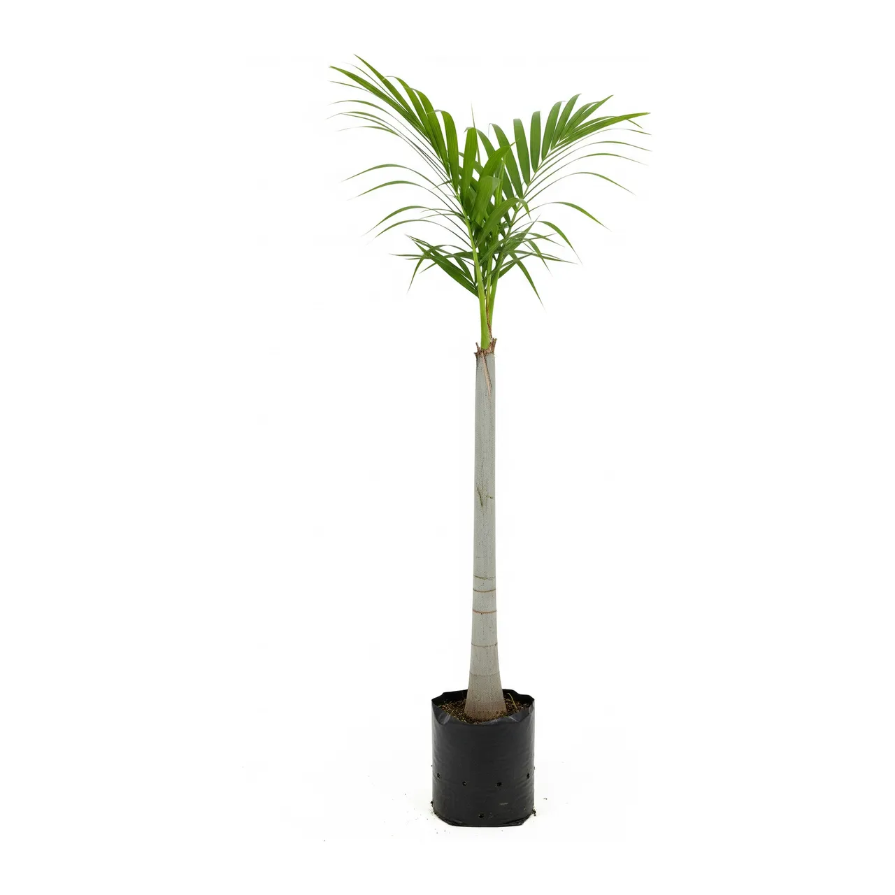 Muda de Palmeira Imperial em saco de viveiro, fundo branco
