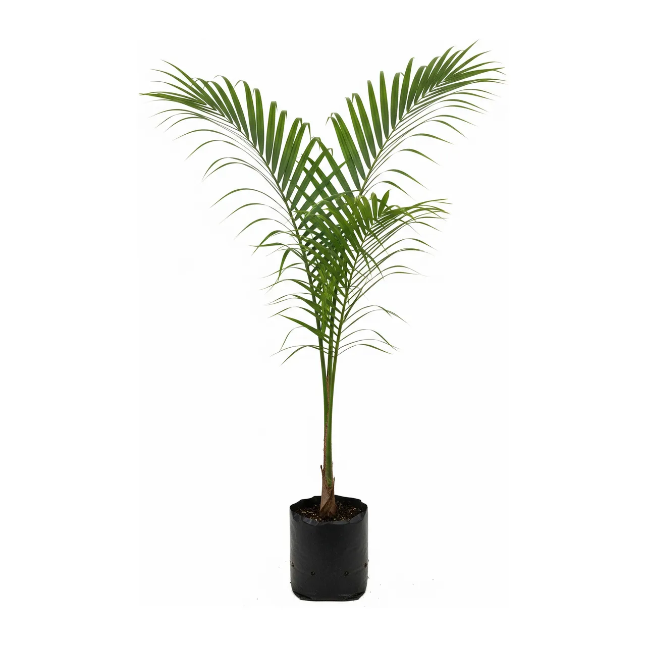 Muda de Palmeira Kentia Belmoriana em saco de viveiro, fundo branco