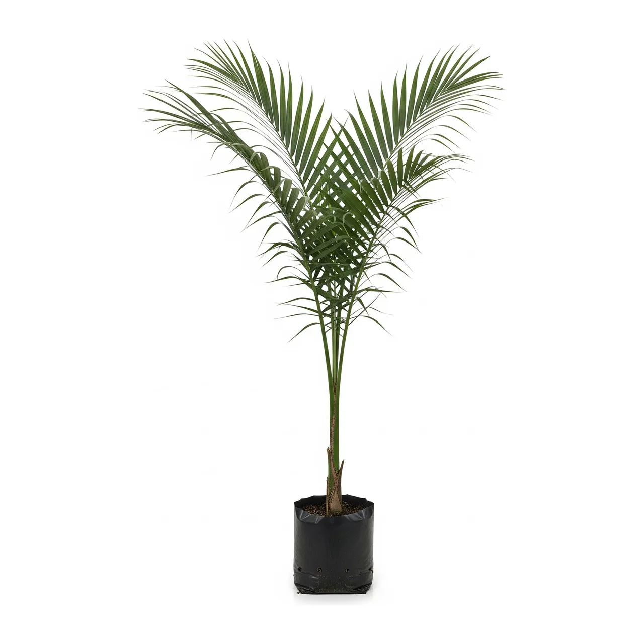 Muda de Palmeira Kentia