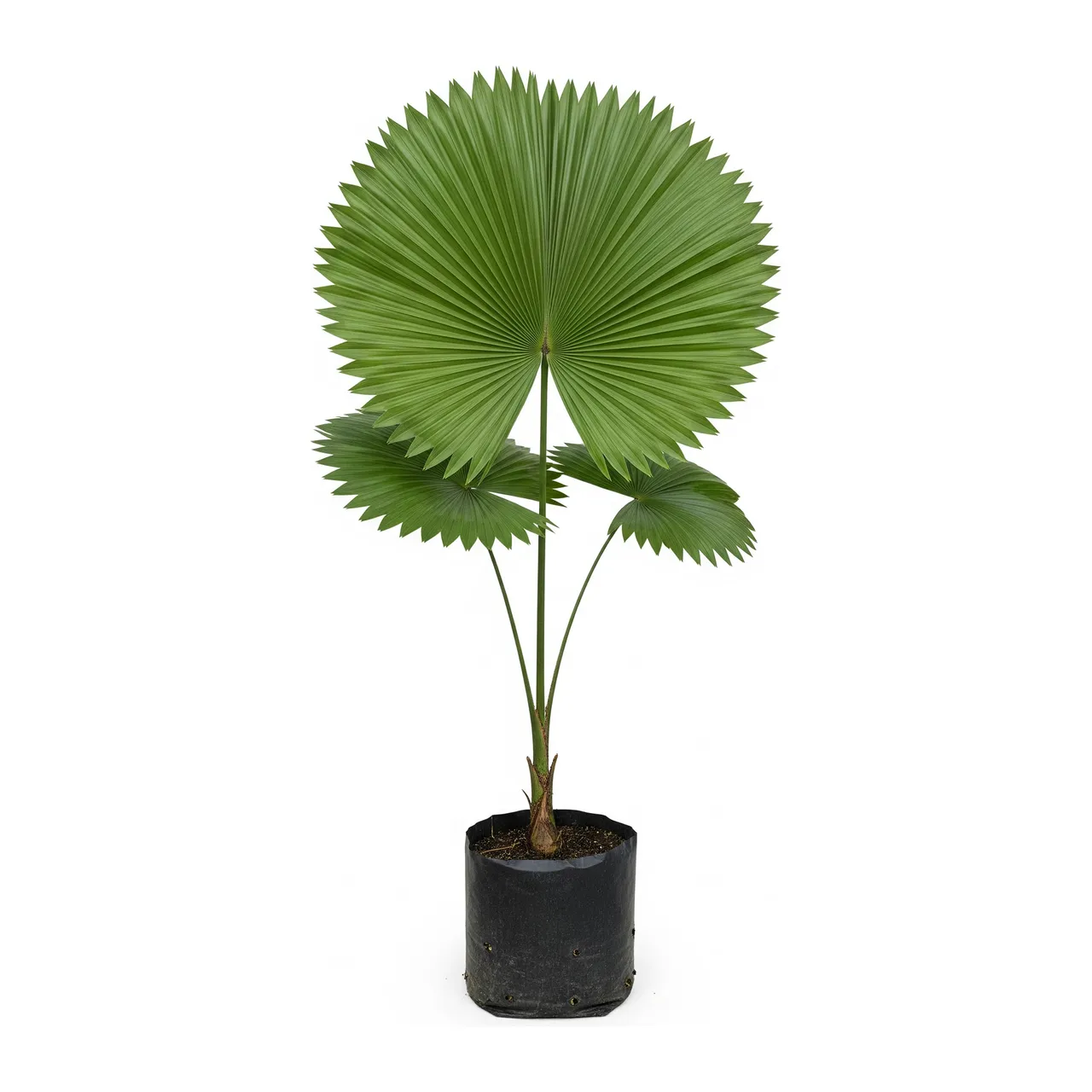Muda de Palmeira Licuala Peltata em saco de viveiro, fundo branco