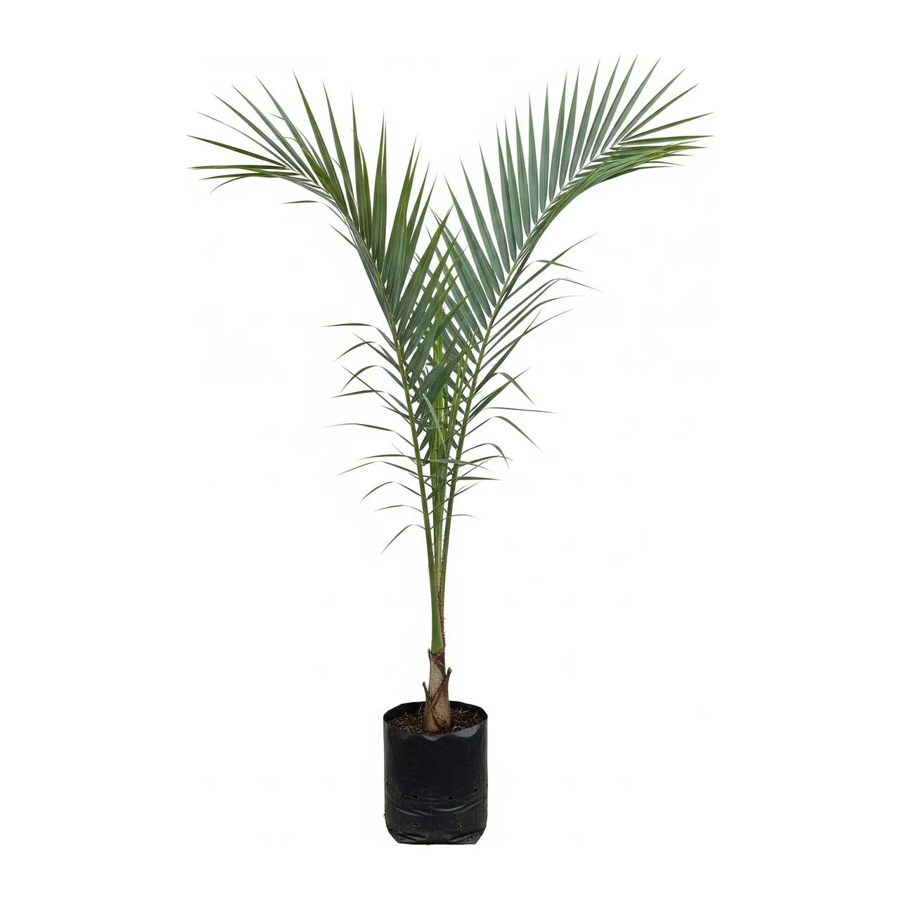 Muda de Palmeira Majestade em saco de viveiro, fundo branco