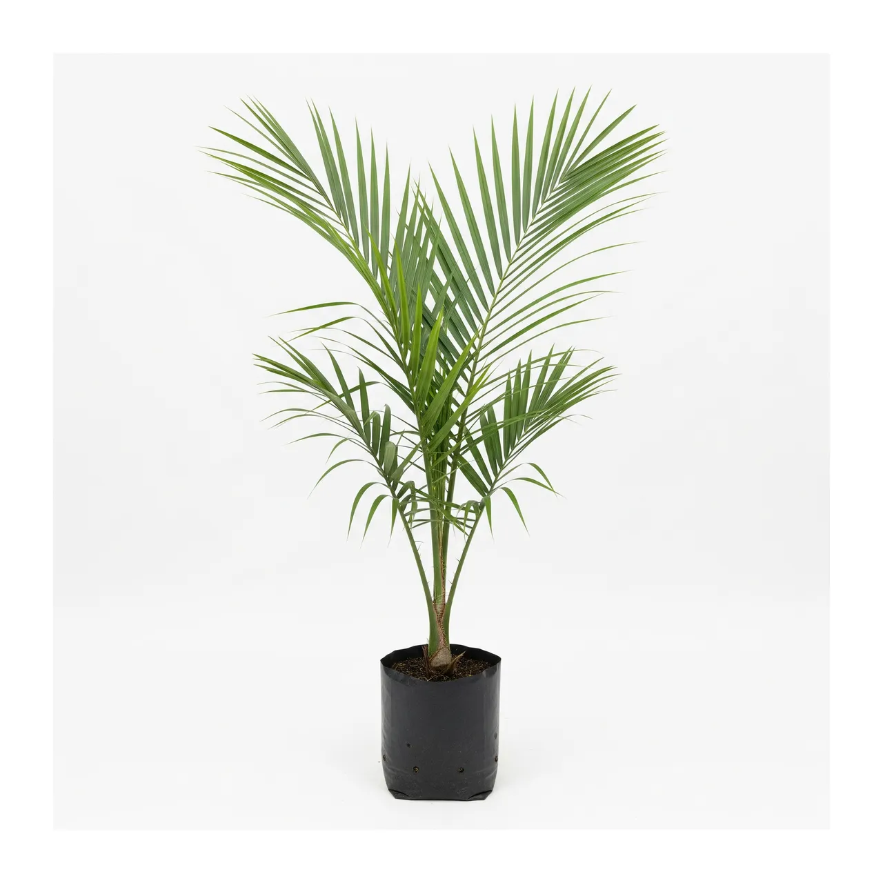 Muda de Palmeira Ráfia (Raphia farinifera)