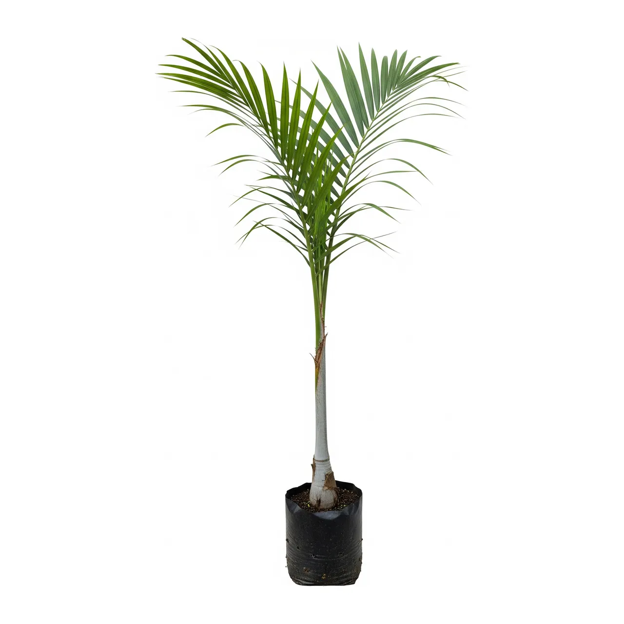 Muda de Palmeira Real de Cuba em saco de viveiro, fundo branco