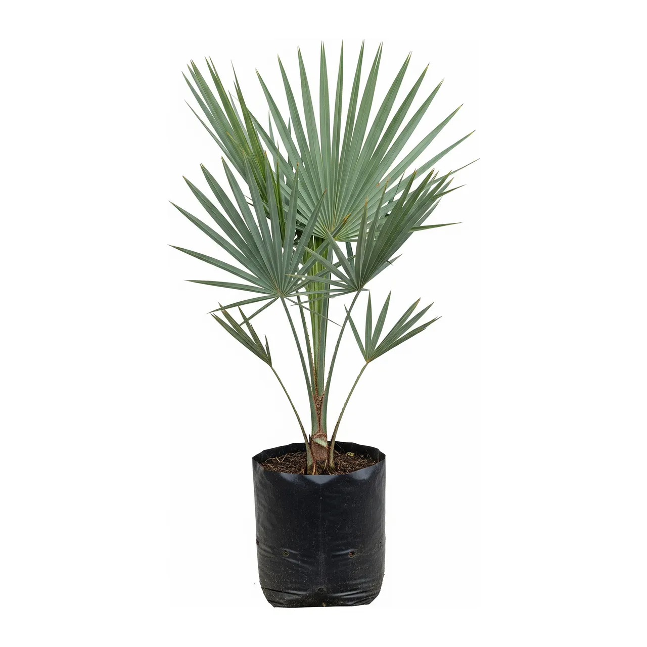 Muda de Palmeira Sabal Menor em saco de viveiro, fundo branco