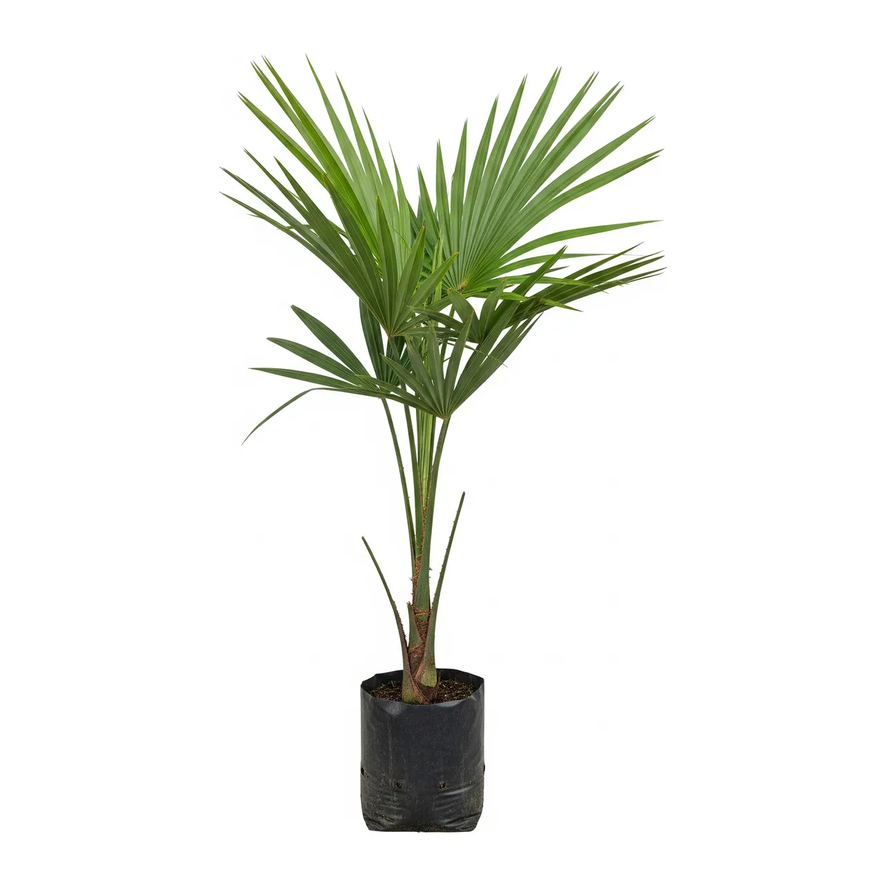 Muda de Palmeira Sabal em saco de viveiro, fundo branco