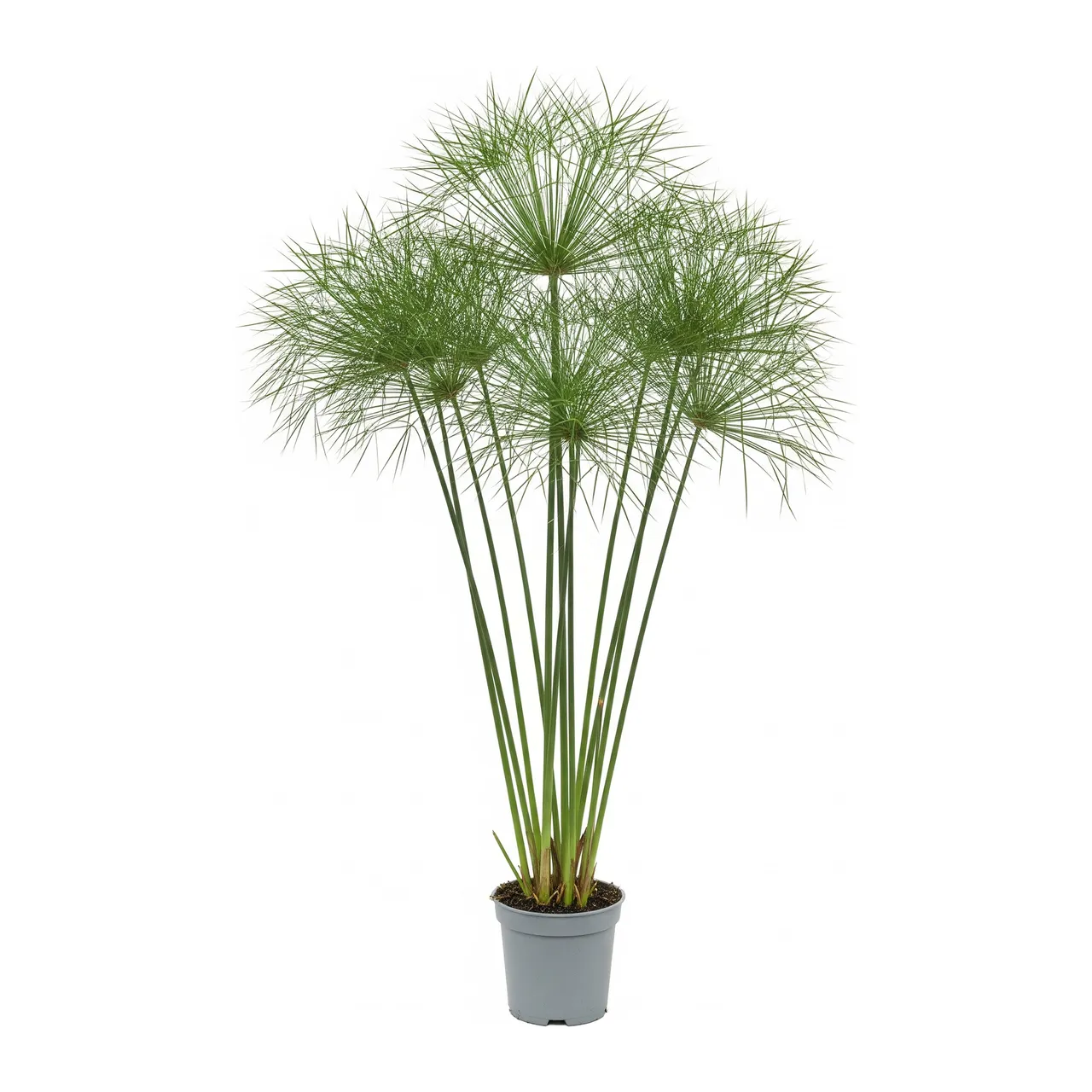 Muda de Papiro (Cyperus papyrus)