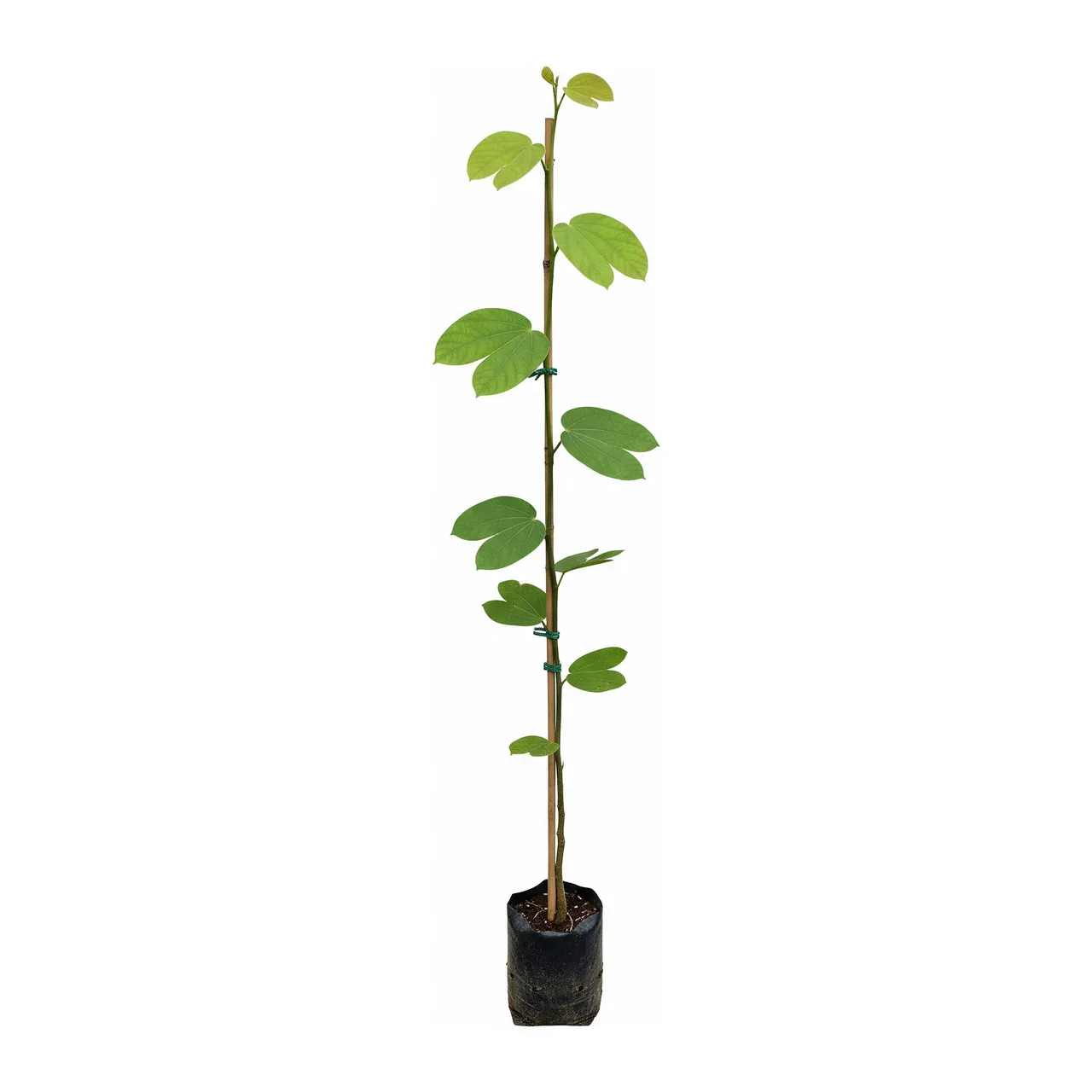 Muda de Verbena Muda de Pata de Vaca (Bauhinia variegata)