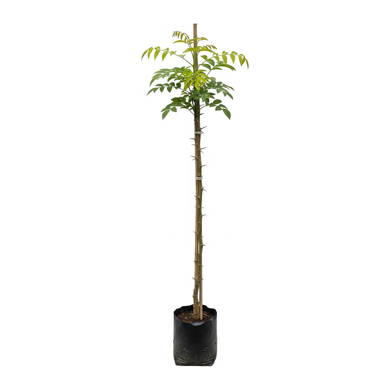 Muda de Verbena Muda de Pau Brasil (Paubrasilia echinata)