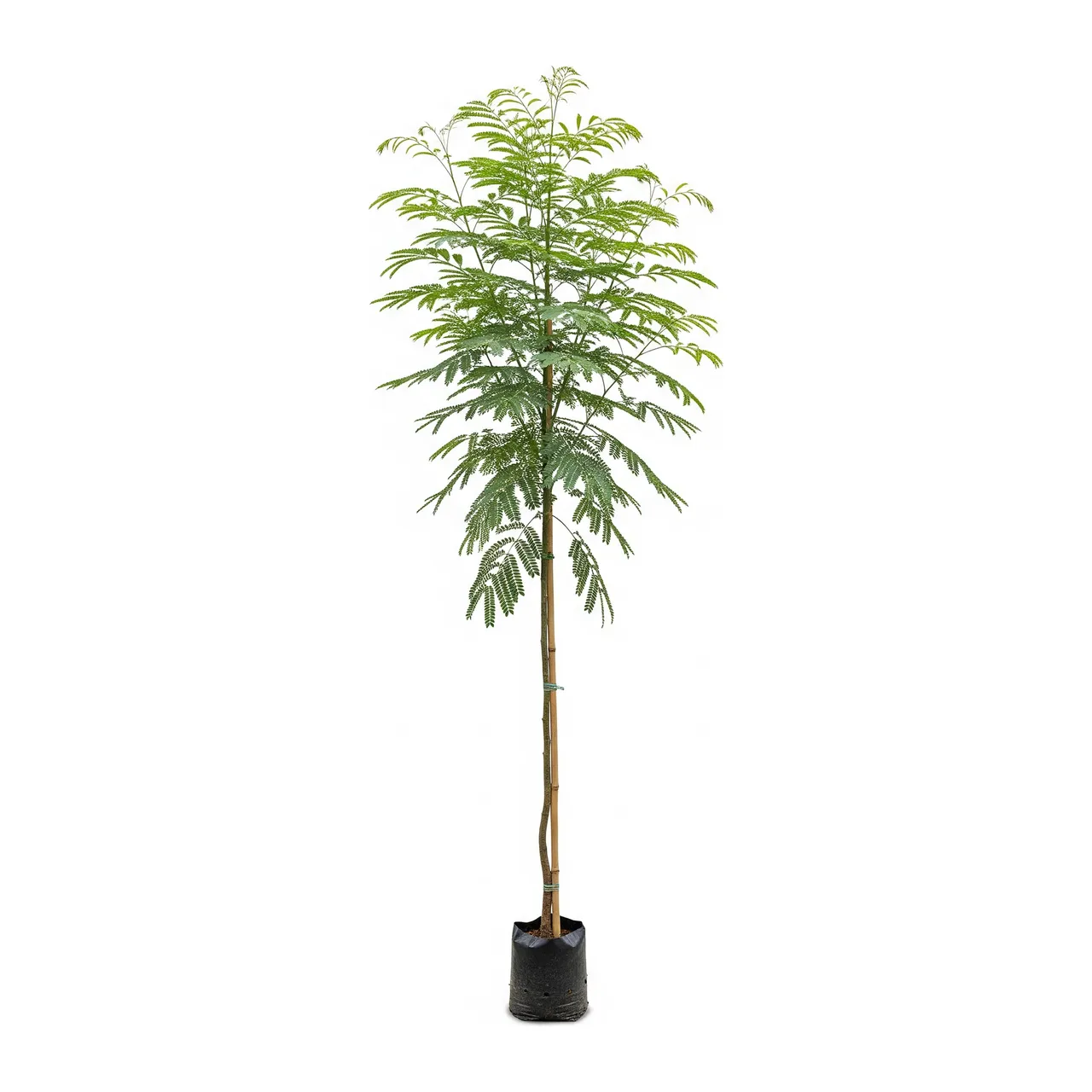 Muda de Verbena Muda de Pau Ferro (Caesalpinia leiostachya)