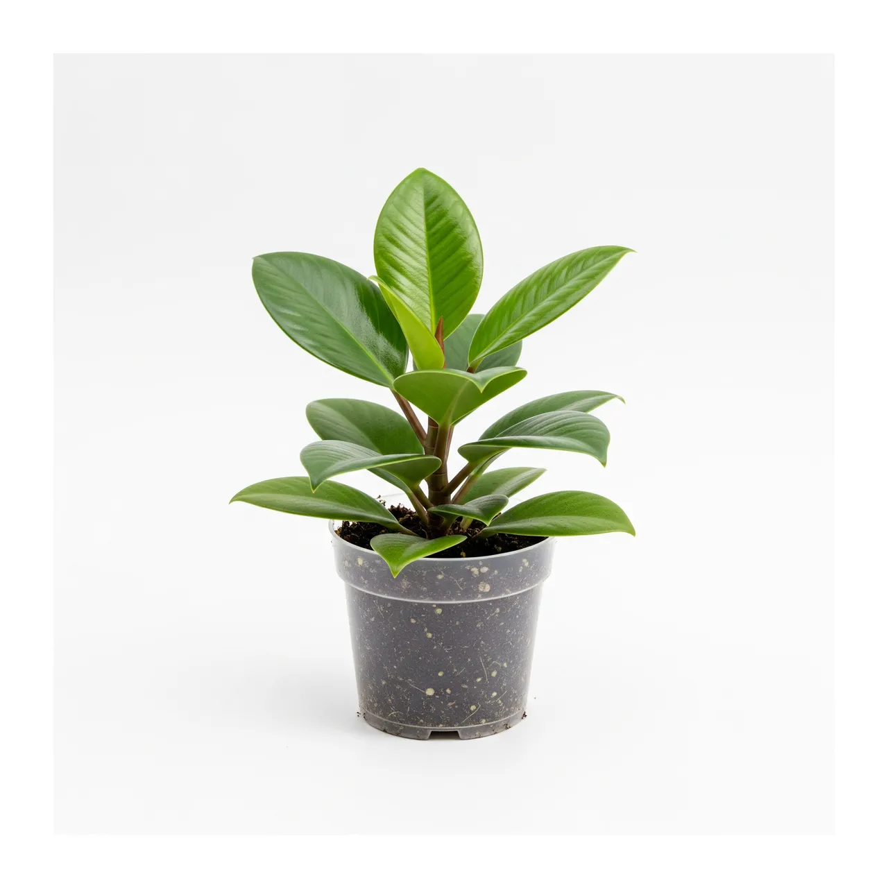 Muda de Peperômia (Peperomia obtusifolia)