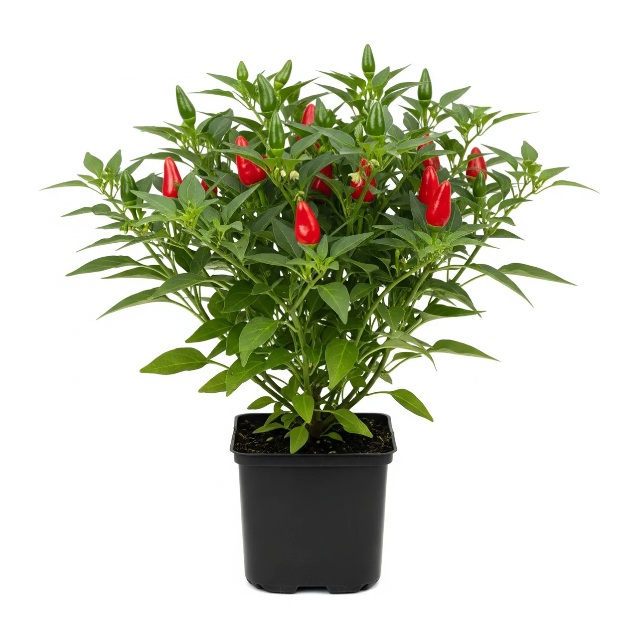 Muda de Pimenta-biquinho em saco de viveiro, fundo branco