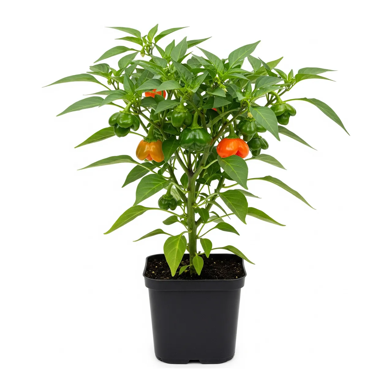 Muda de Pimenta-cambuci em saco de viveiro, fundo branco