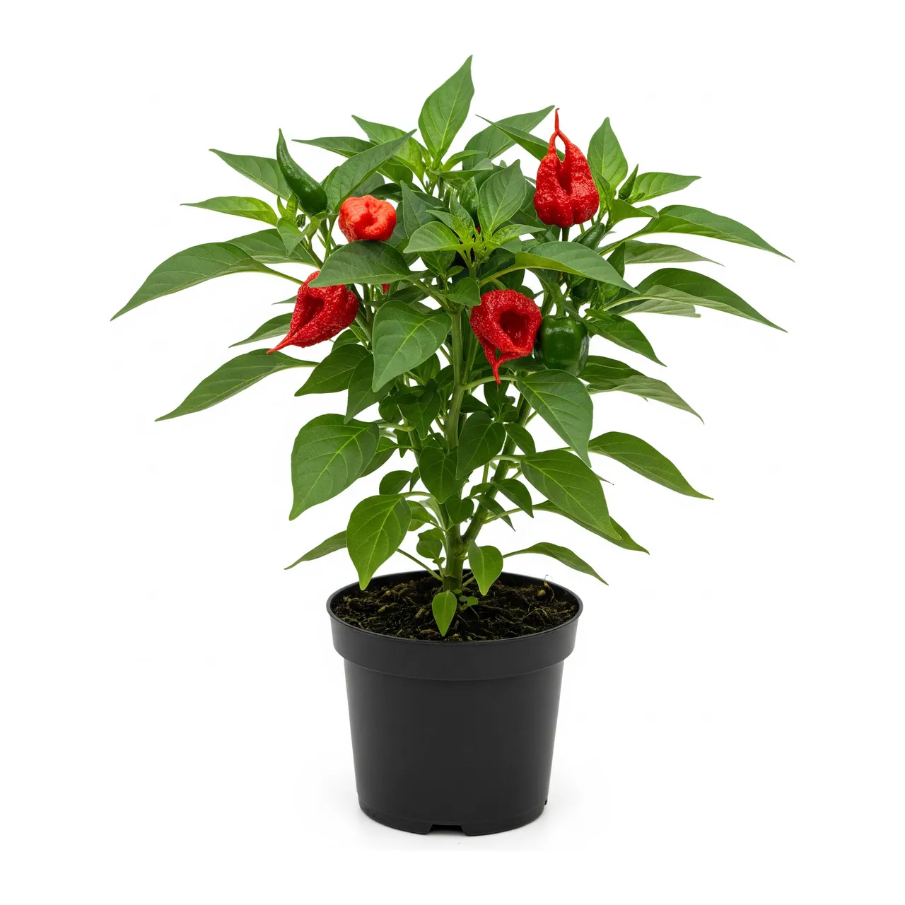 Muda de Pimenta-carolina-reaper em saco de viveiro, fundo branco