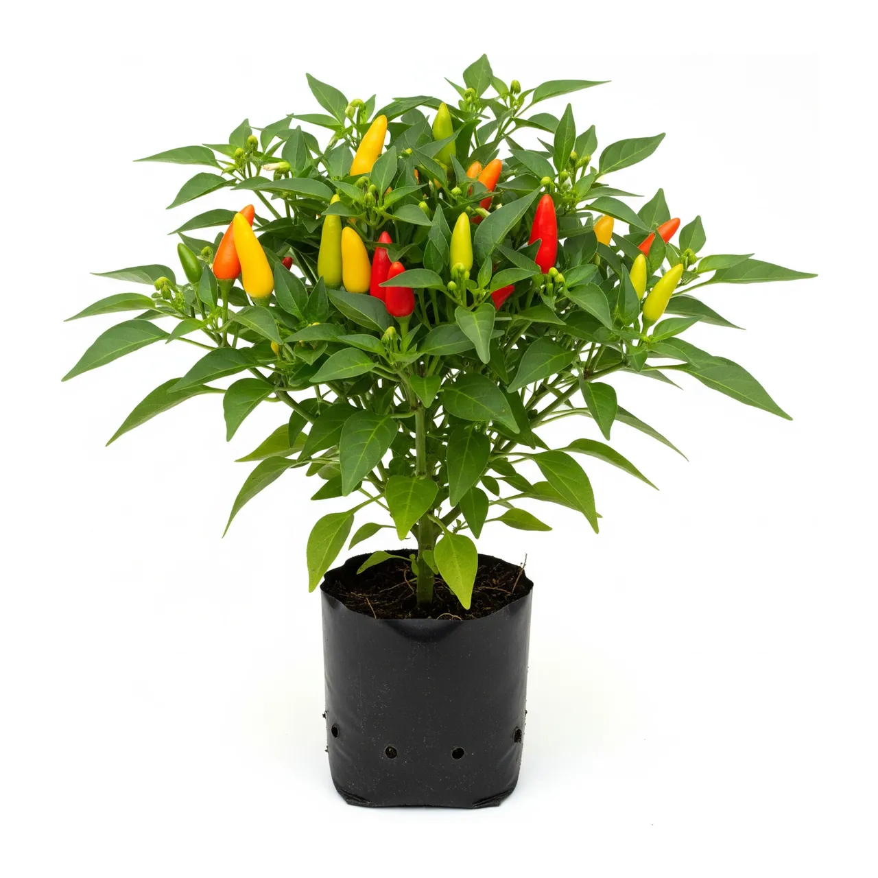 Muda de Pimenta-de-cheiro em saco de viveiro, fundo branco