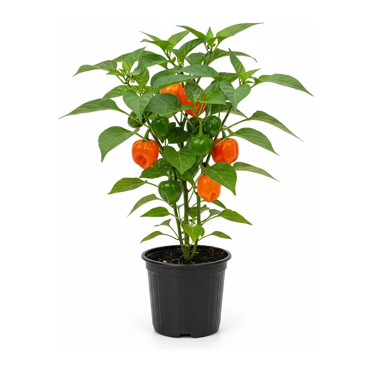 Muda de Pimenta-habanero em saco de viveiro, fundo branco