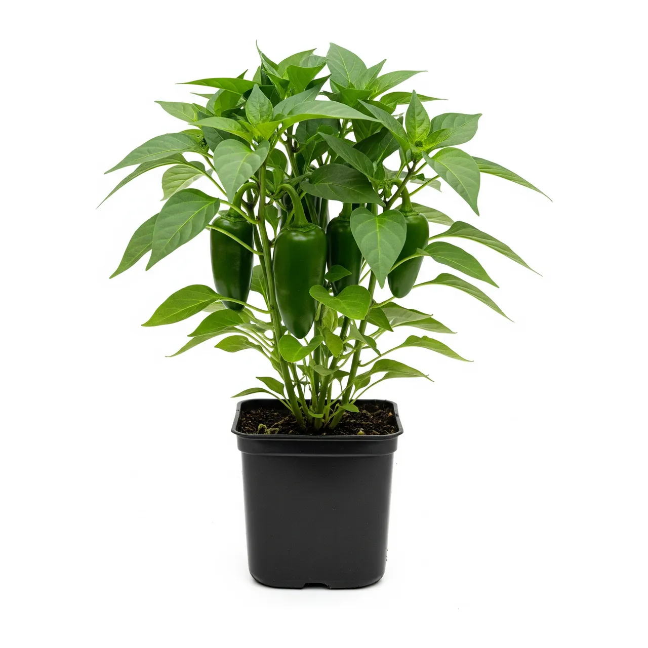 Muda de Pimenta-jalapeño em saco de viveiro, fundo branco