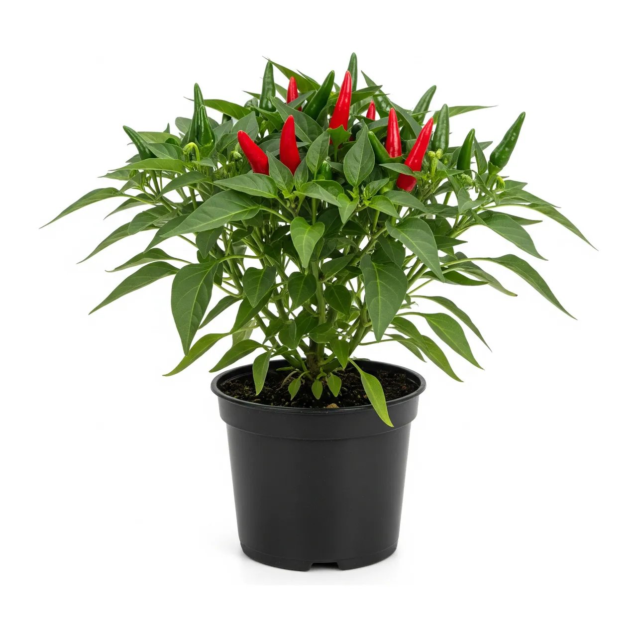 Muda de Pimenta-malagueta em saco de viveiro, fundo branco
