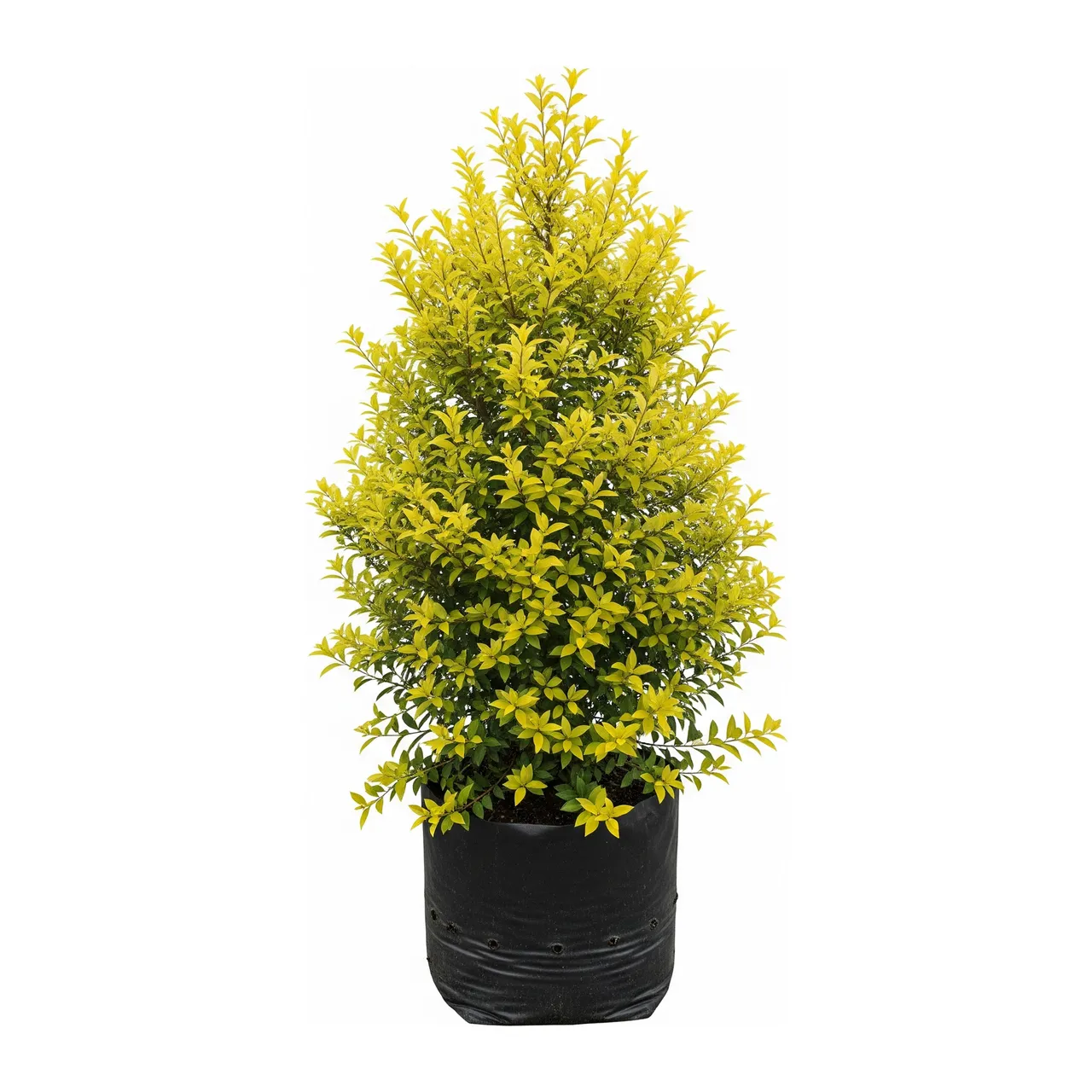 Muda de Pingo de Ouro (Duranta erecta)