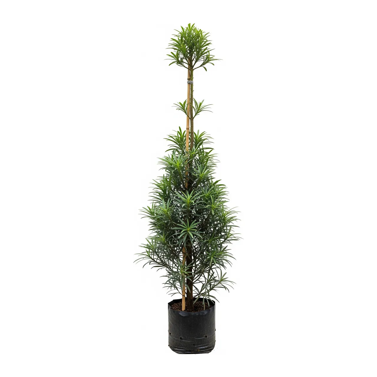 Muda de Podocarpo (Podocarpus macrophyllus)