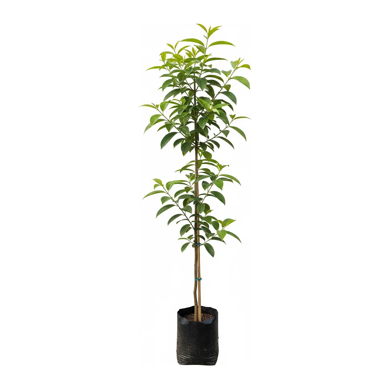 Muda de Verbena Muda de Quaresmeira (Tibouchina granulosa)