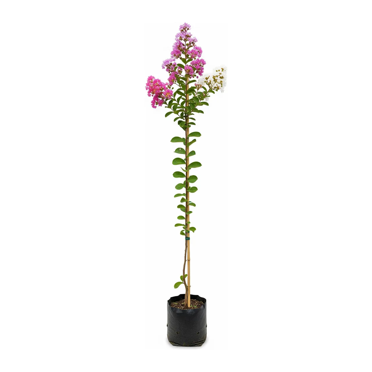 Muda de Verbena Muda de Resedá (Lagerstroemia indica)