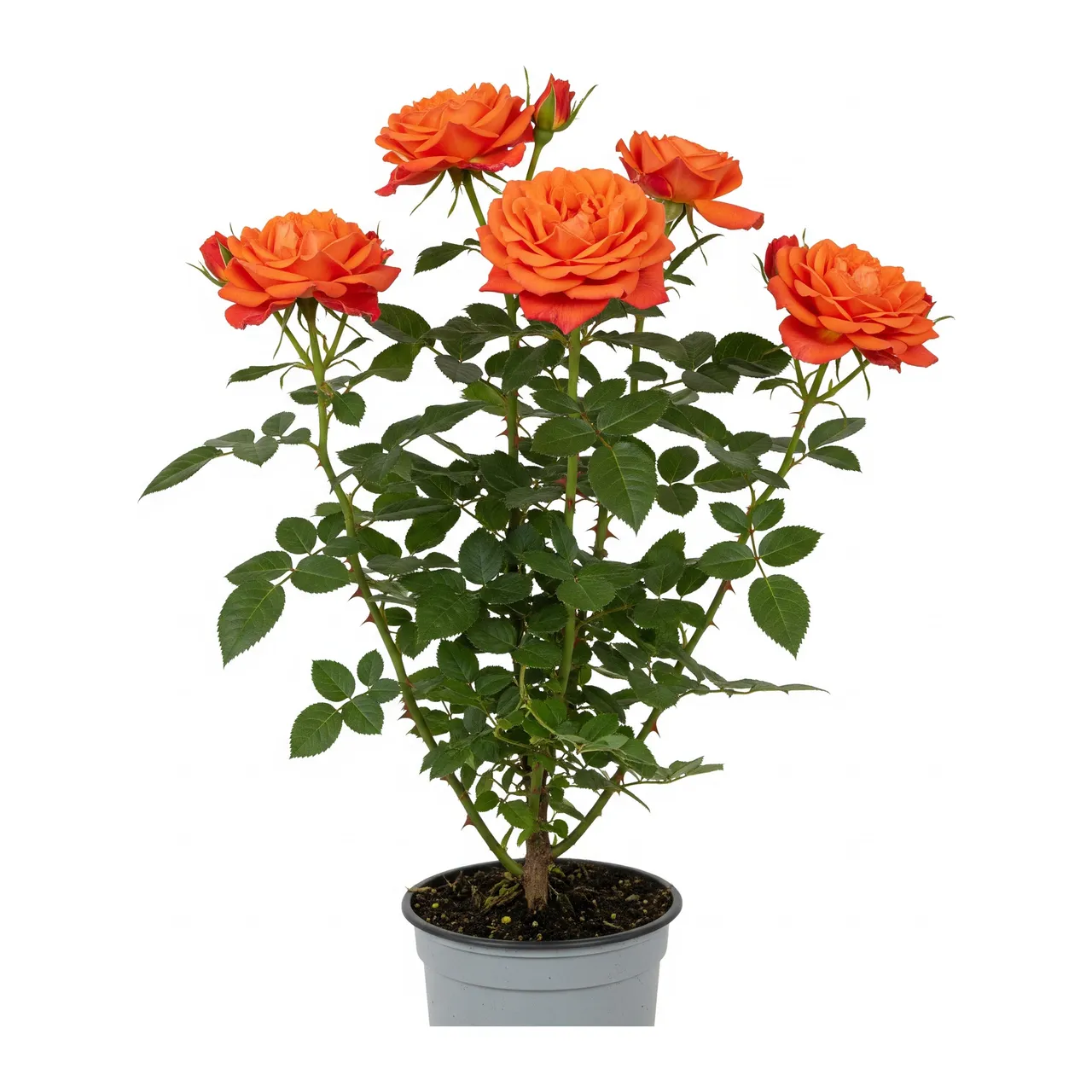 Muda de Rosa Laranja em saco de viveiro, fundo branco