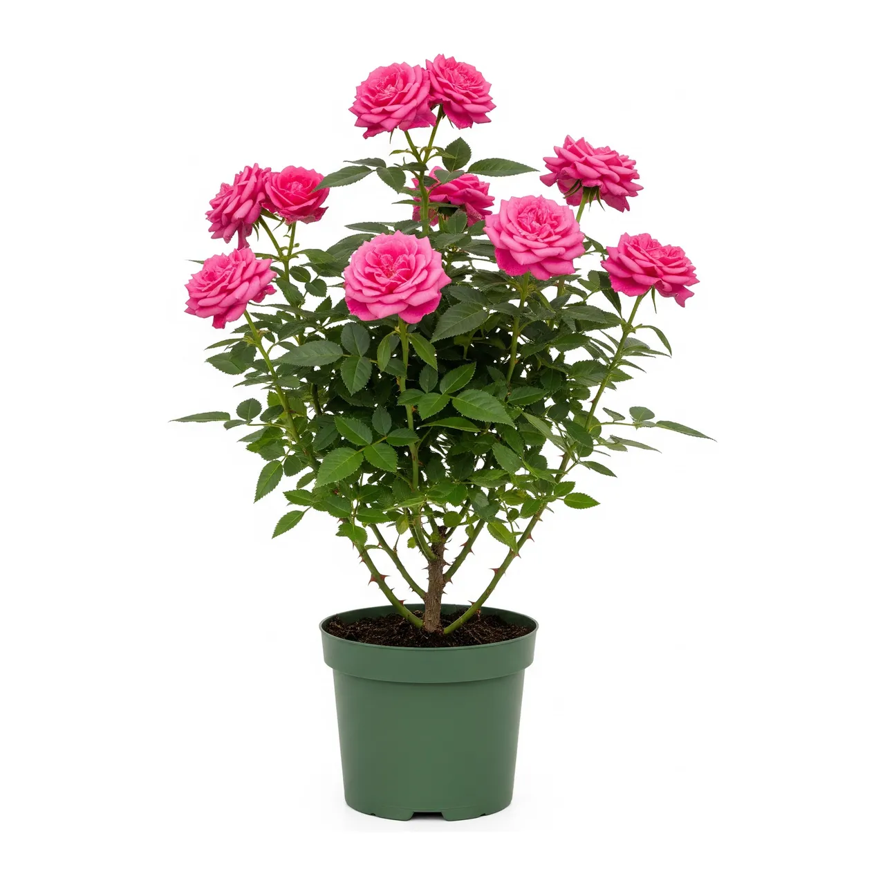 Muda de Rosa Rosa em saco de viveiro, fundo branco