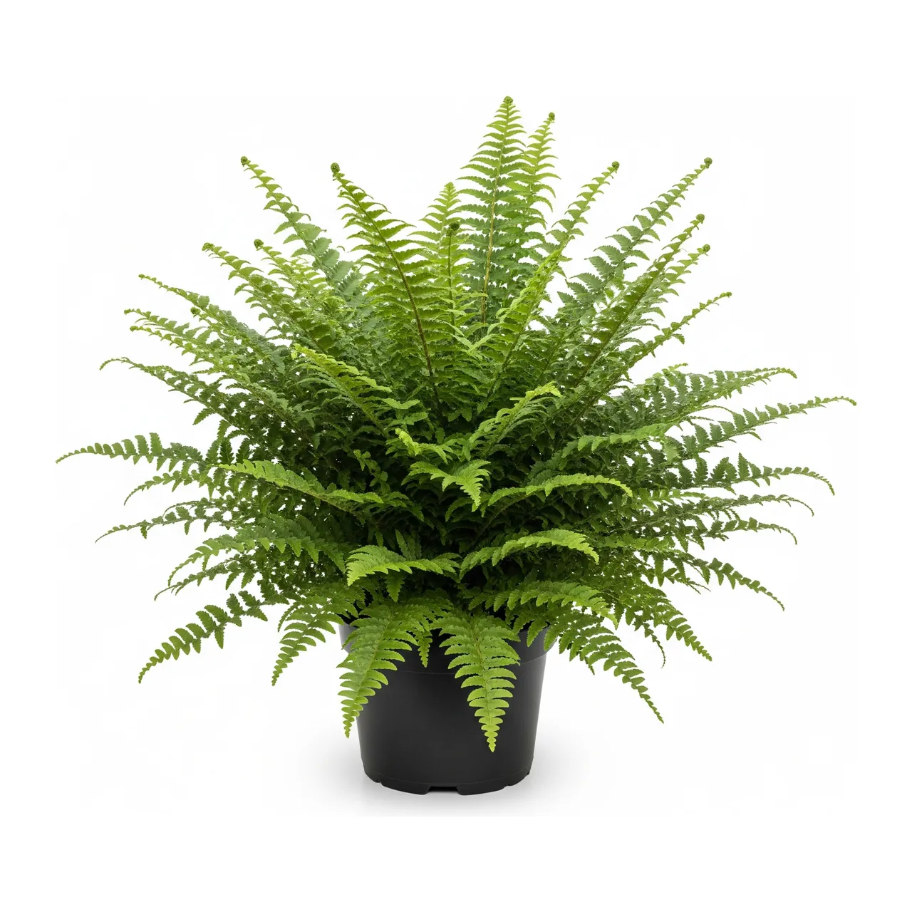 Muda de Samambaia Americana (Nephrolepis exaltata)