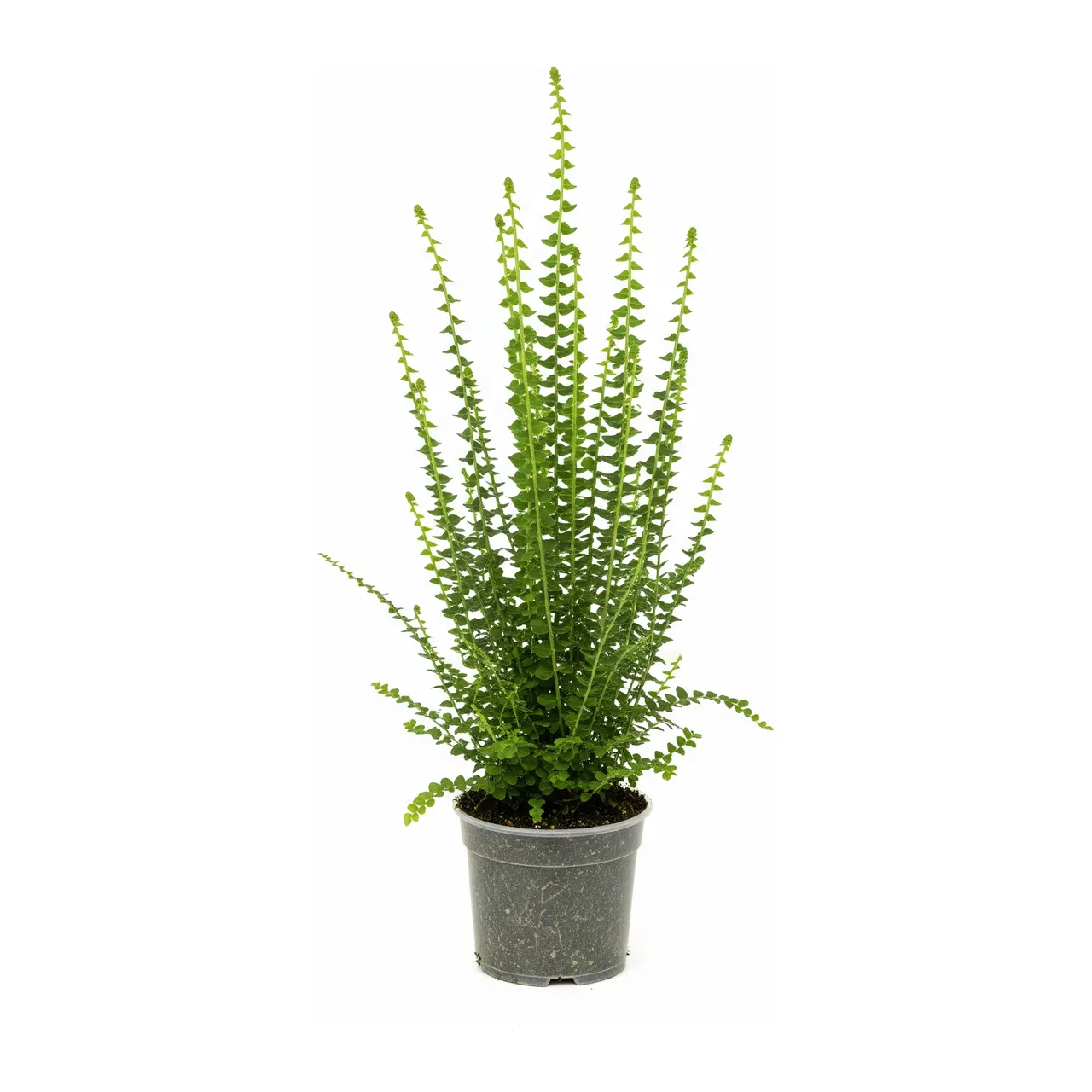 Muda de Samambaia Paulistinha (Nephrolepis cordifolia)