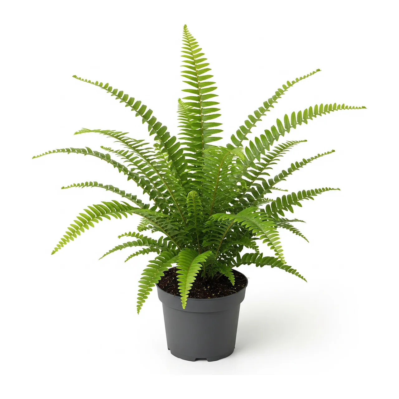 Muda de Samambaia (Nephrolepis exaltata)
