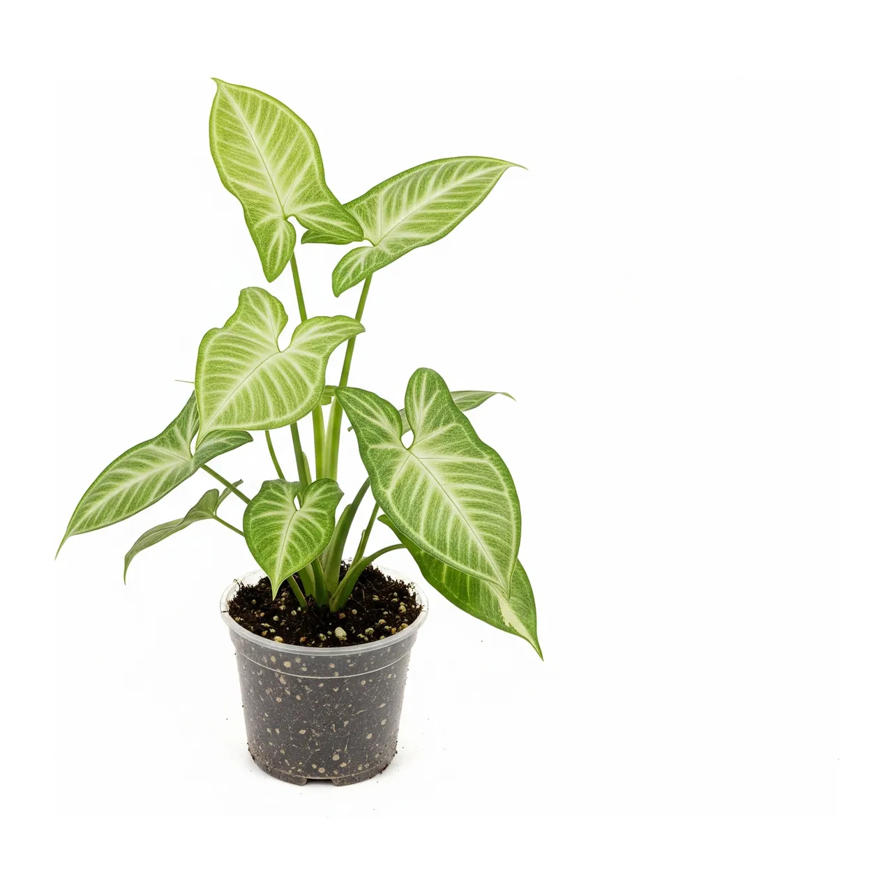 Muda de Singônio (Syngonium podophyllum)