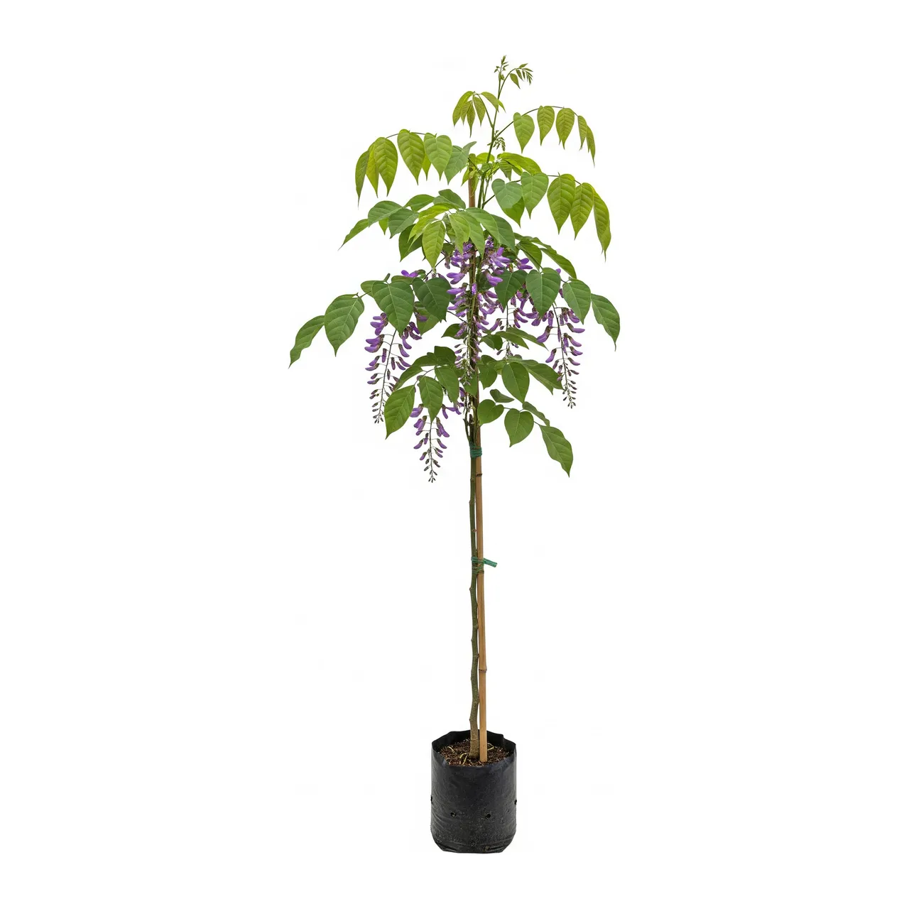 Muda de Verbena Muda de Sombreiro (Clitoria fairchildiana)