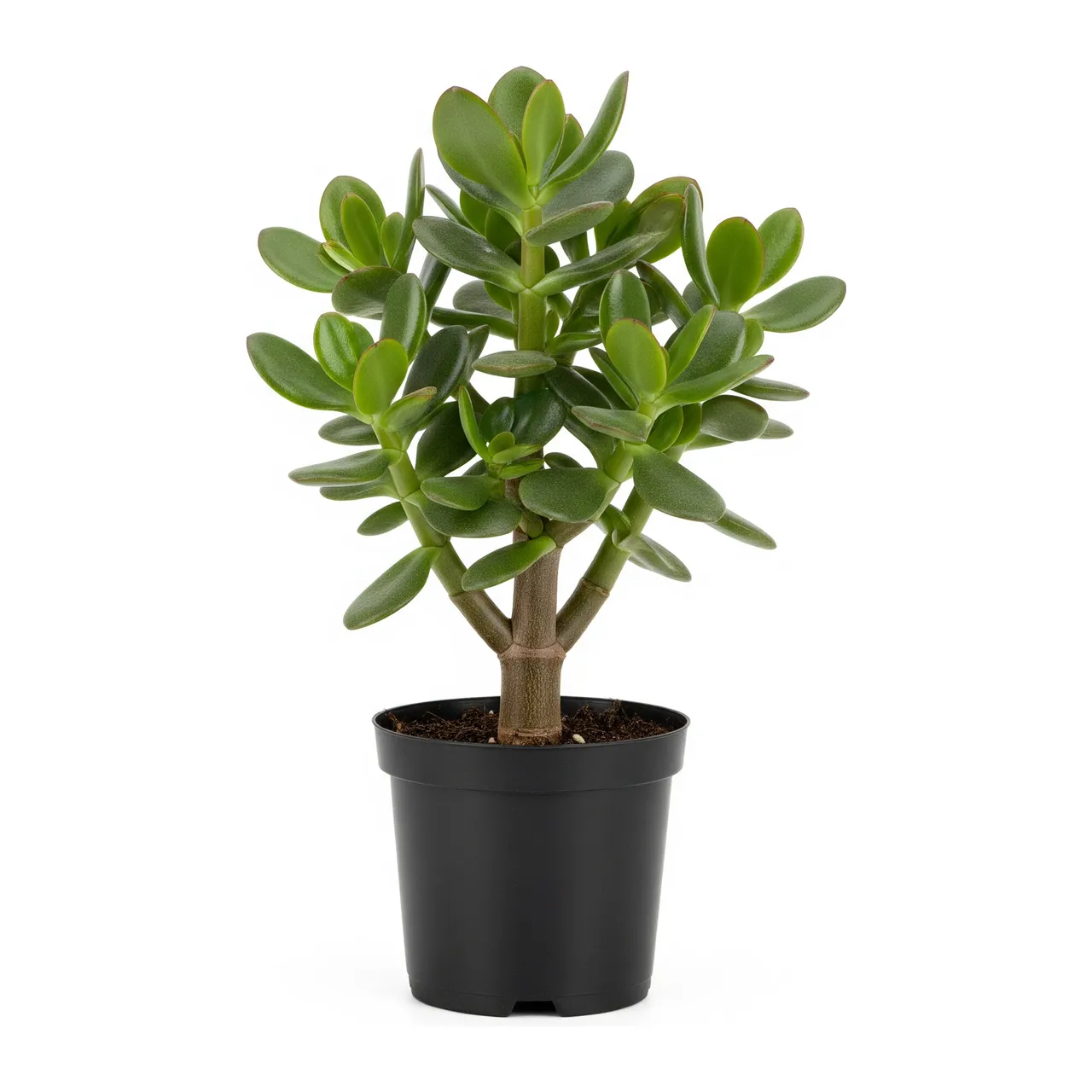 Muda de Suculenta Jade em saco de viveiro, fundo branco