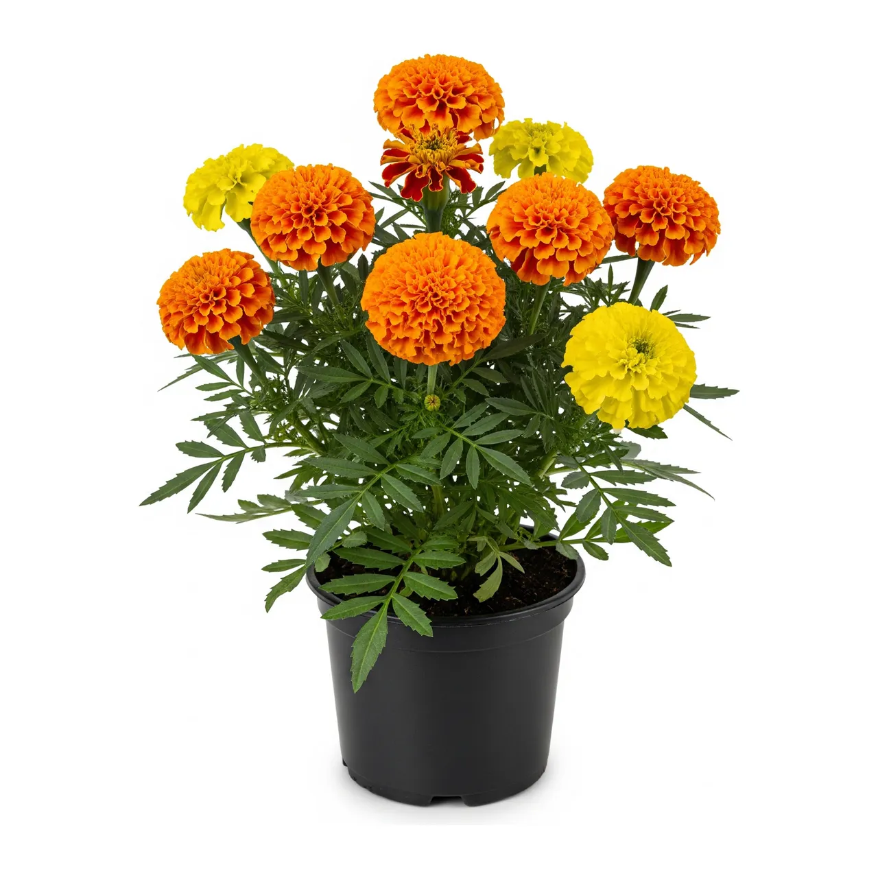 Muda de Tagetes em saco de viveiro, fundo branco
