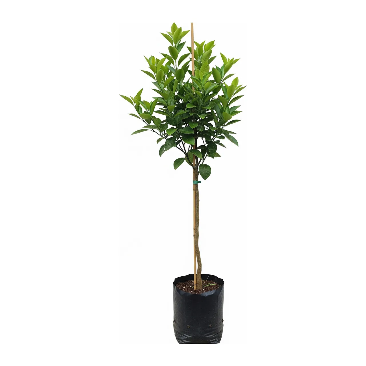 Muda de Tangerina Satsuma em saco de viveiro, fundo branco