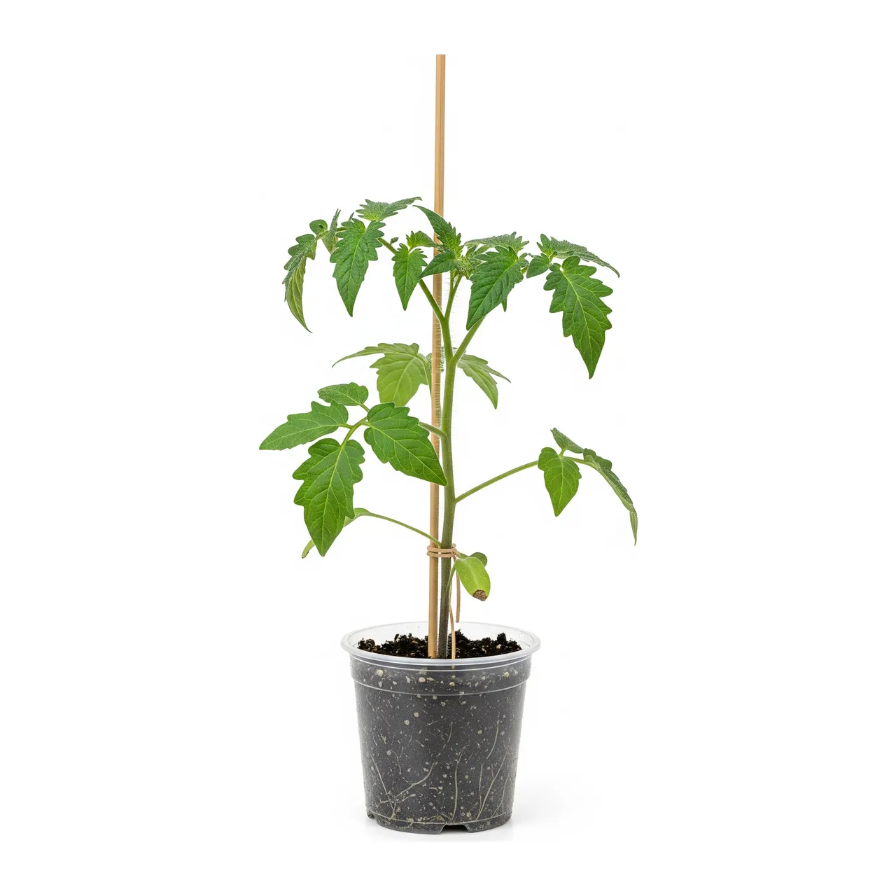 Muda de Tomate-cereja em saco de viveiro, fundo branco