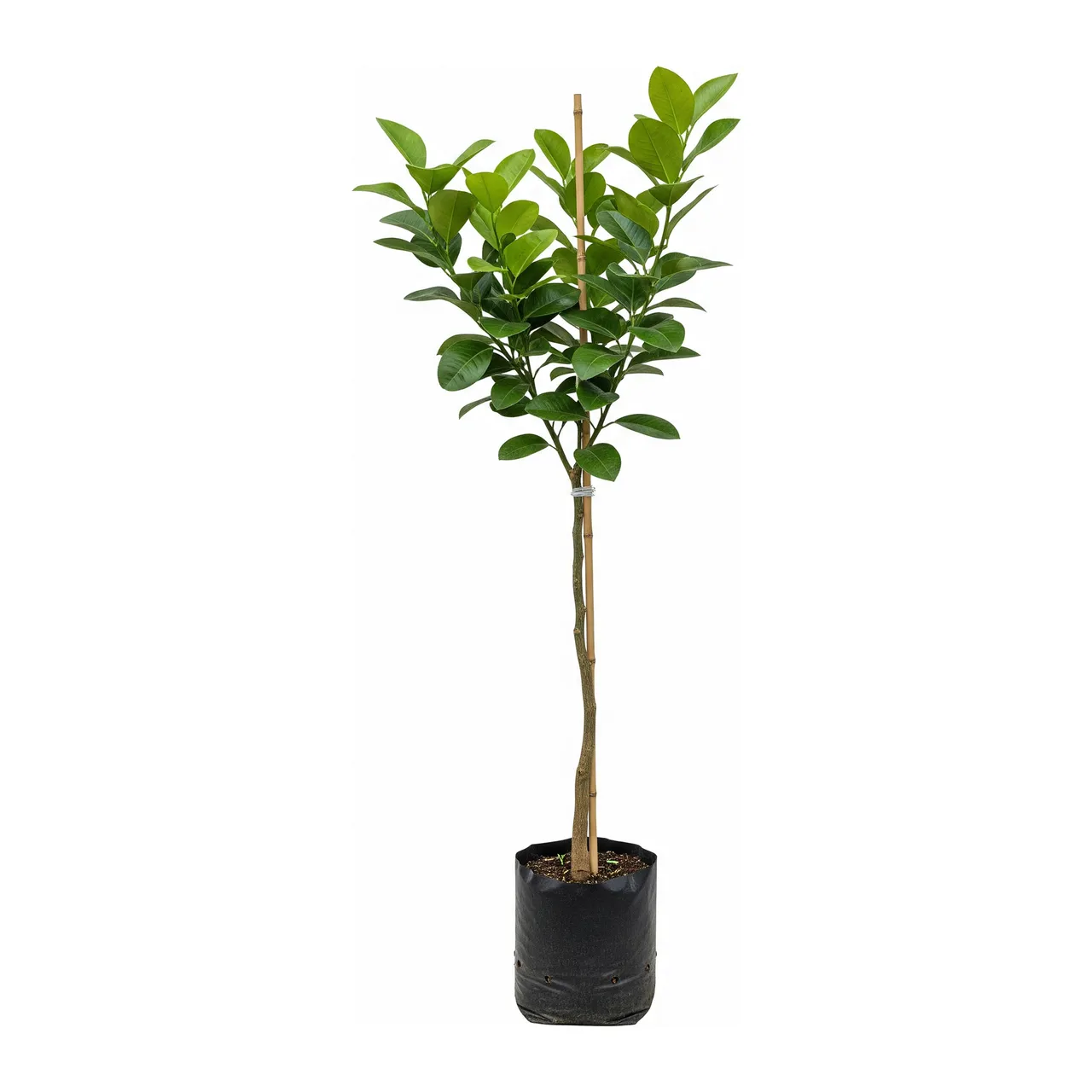 Muda de Toranja em saco de viveiro, fundo branco