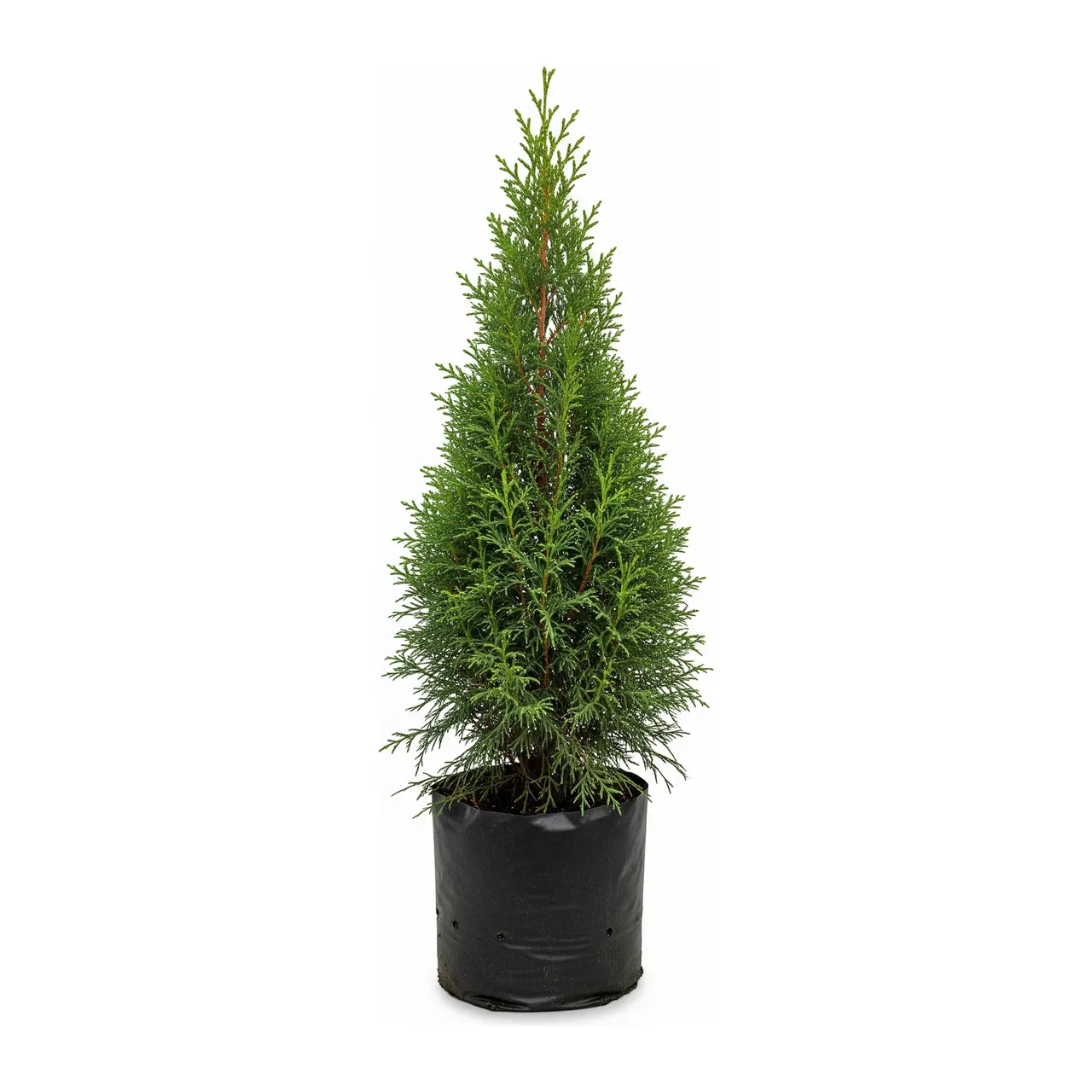 Muda de Tuia (Thuja occidentalis)