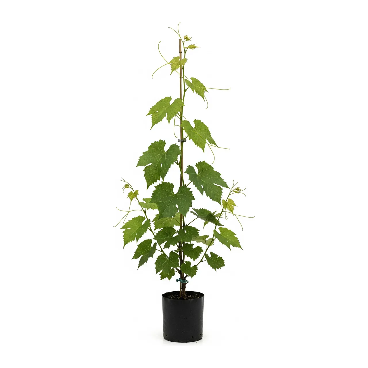 Muda de Uva
