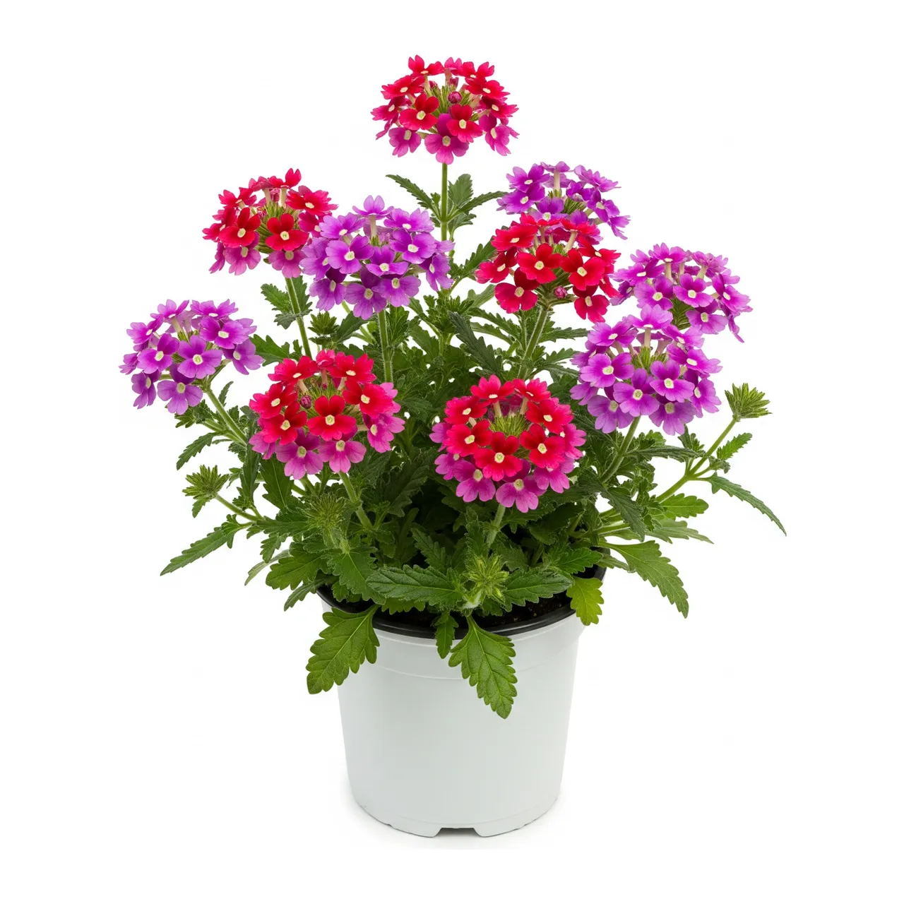 Muda de Verbena em saco de viveiro, fundo branco