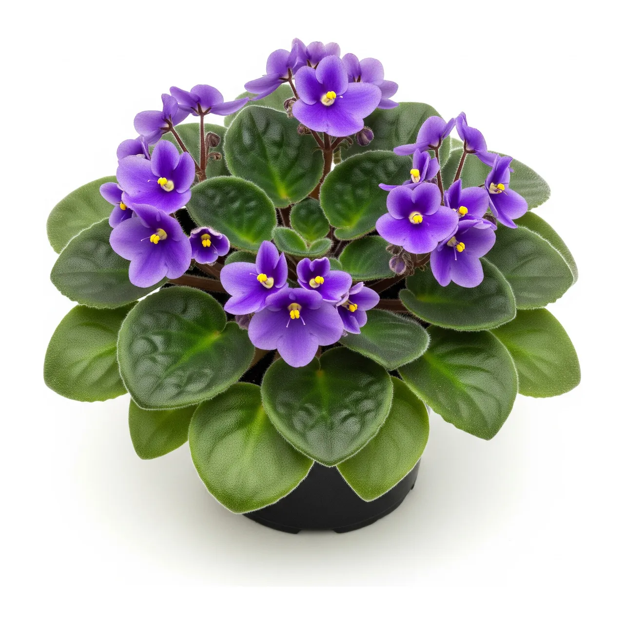 Muda de Violeta em saco de viveiro, fundo branco