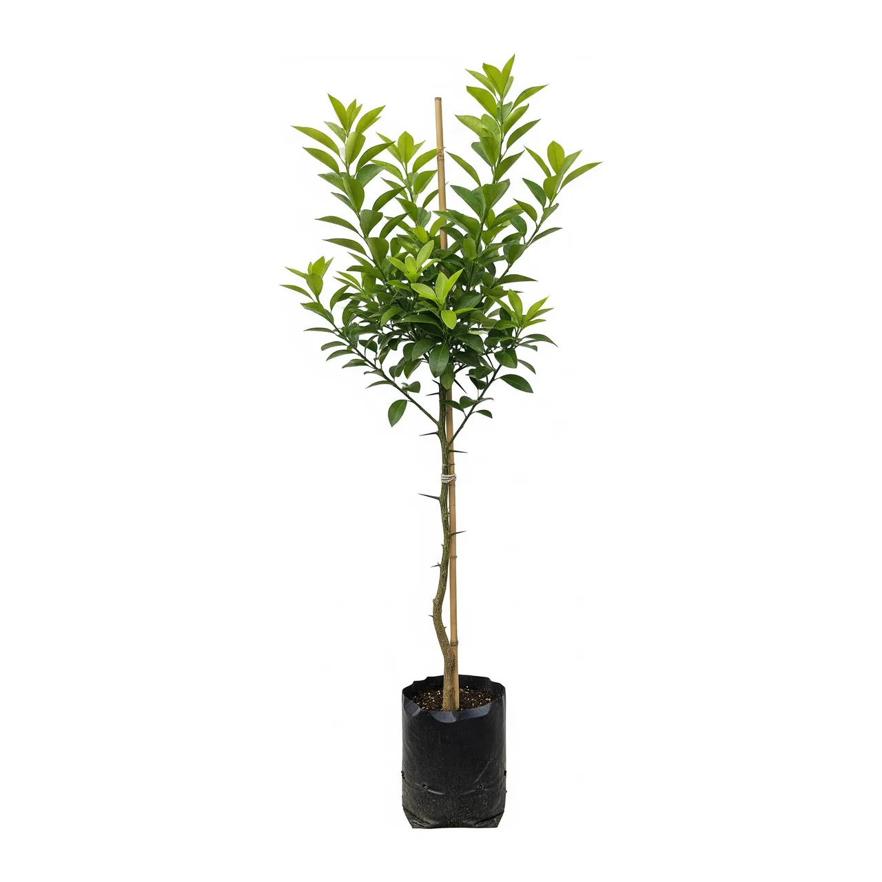 Muda de Yuzu em saco de viveiro, fundo branco
